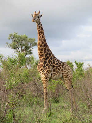 Scenic Giraffe, Kruger, South Africa 2013